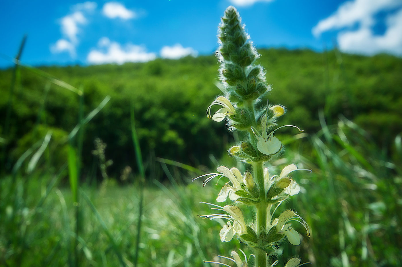 Изображение особи Salvia austriaca.