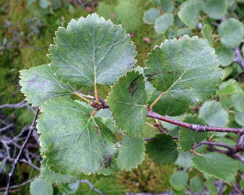 Image of Betula &times; alpestris specimen.