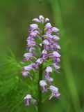 Orchis militaris