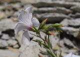 Linum milletii