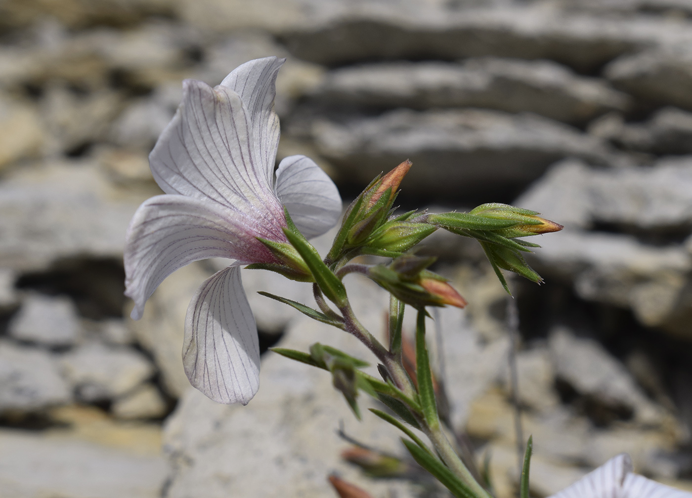 Image of Linum milletii specimen.