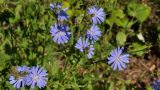 Cichorium intybus