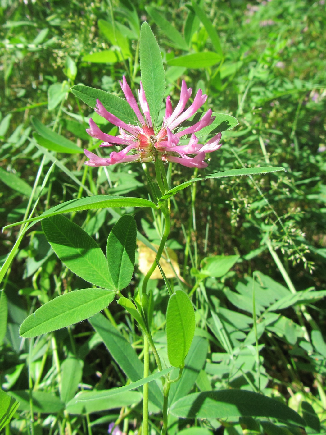 Изображение особи Trifolium medium.