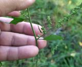 Atriplex patula