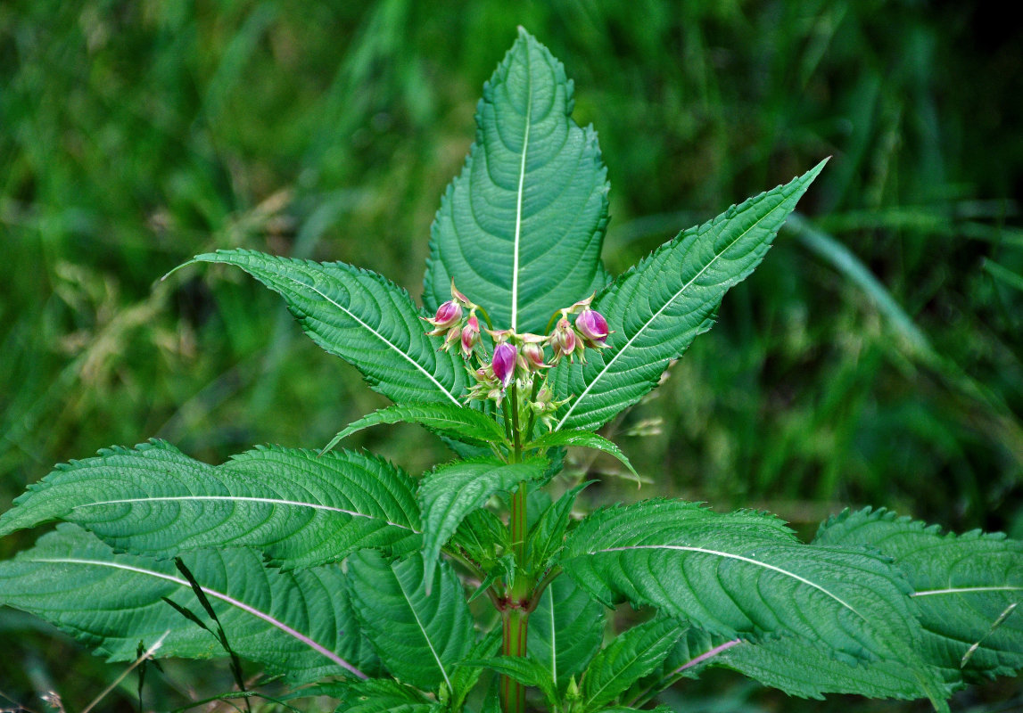 Изображение особи Impatiens glandulifera.