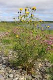 Hieracium dolabratum