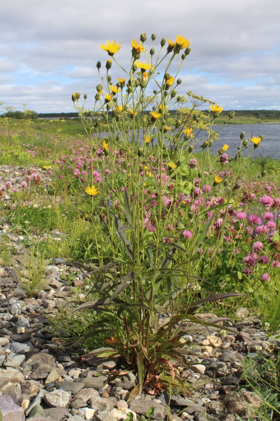 Изображение особи Hieracium dolabratum.