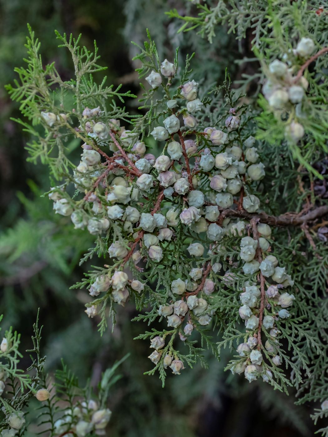 Изображение особи Platycladus orientalis.