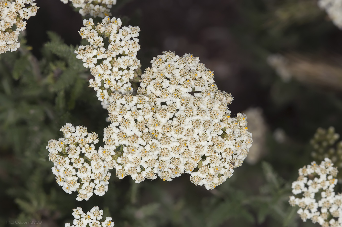 Изображение особи род Achillea.