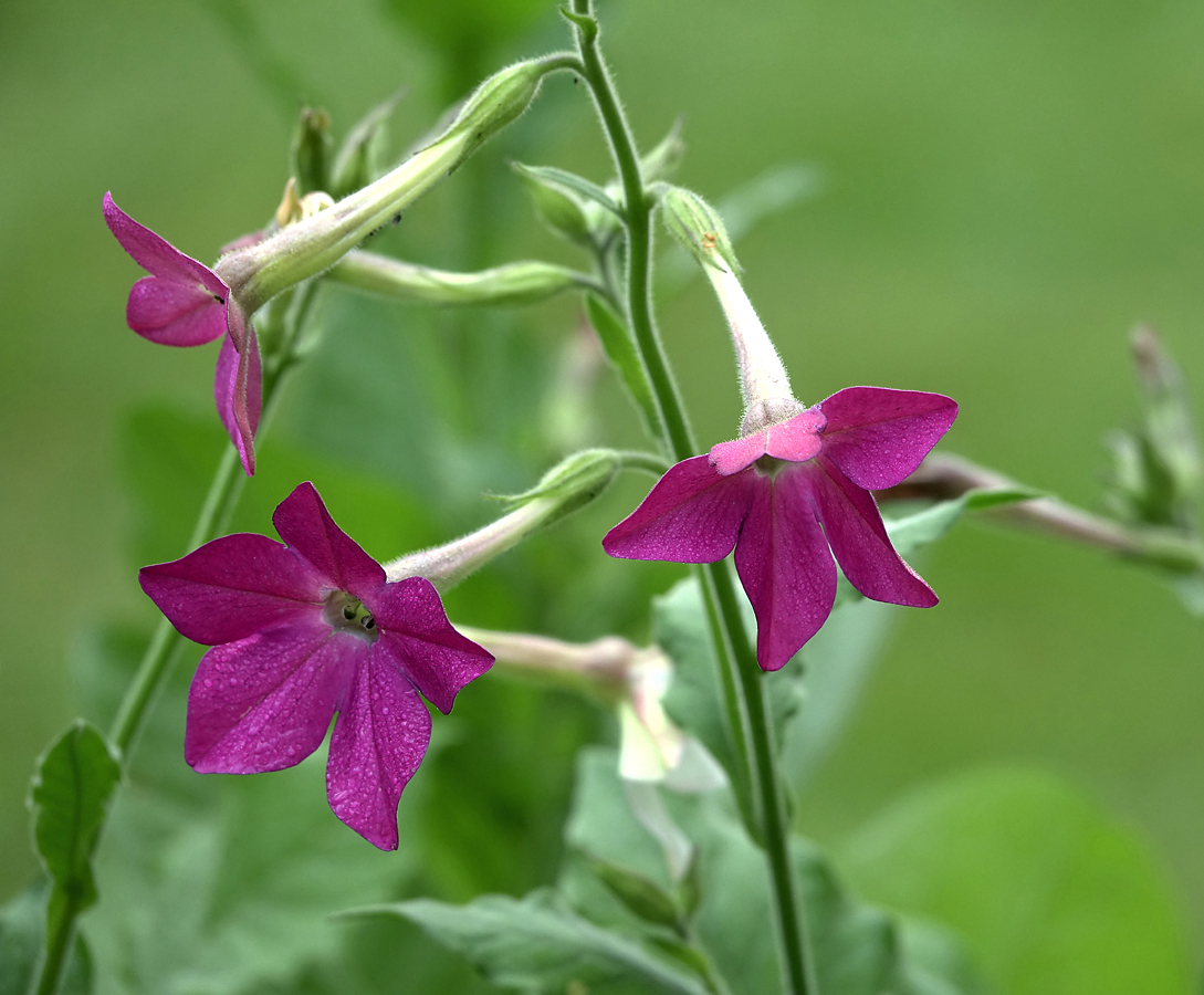 Image of Nicotiana alata specimen.