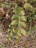 Centaurea adpressa. Лист. Украина, г. Запорожье, балка возле трассы на Васильевку, южнее Опытной станции, степь. 14.10.2020.