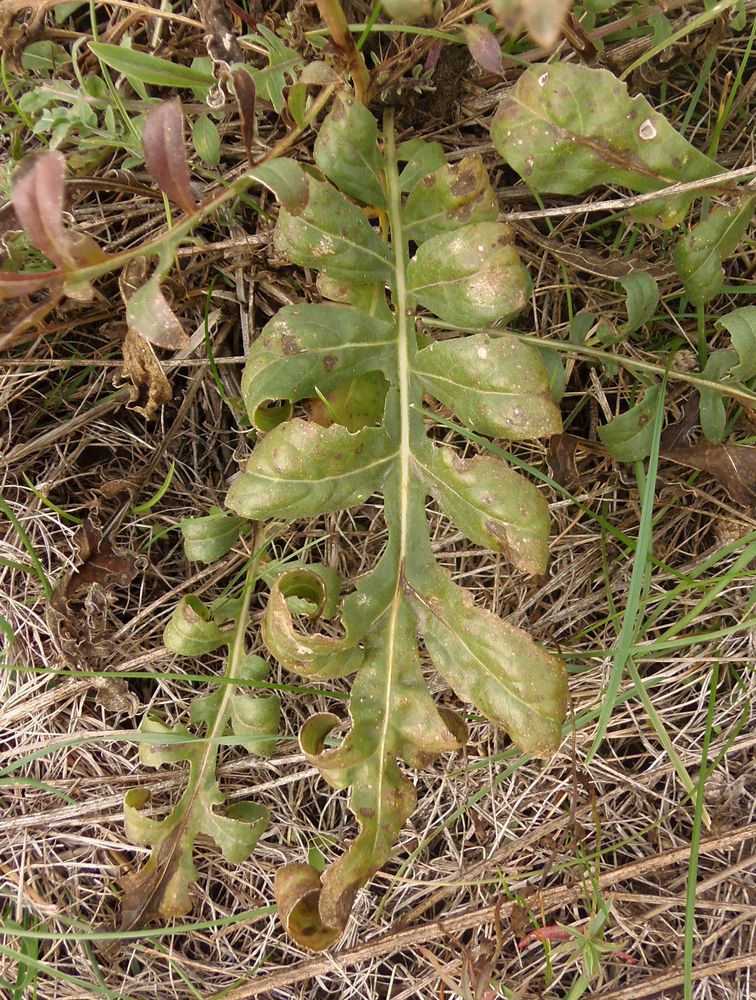 Image of Centaurea adpressa specimen.