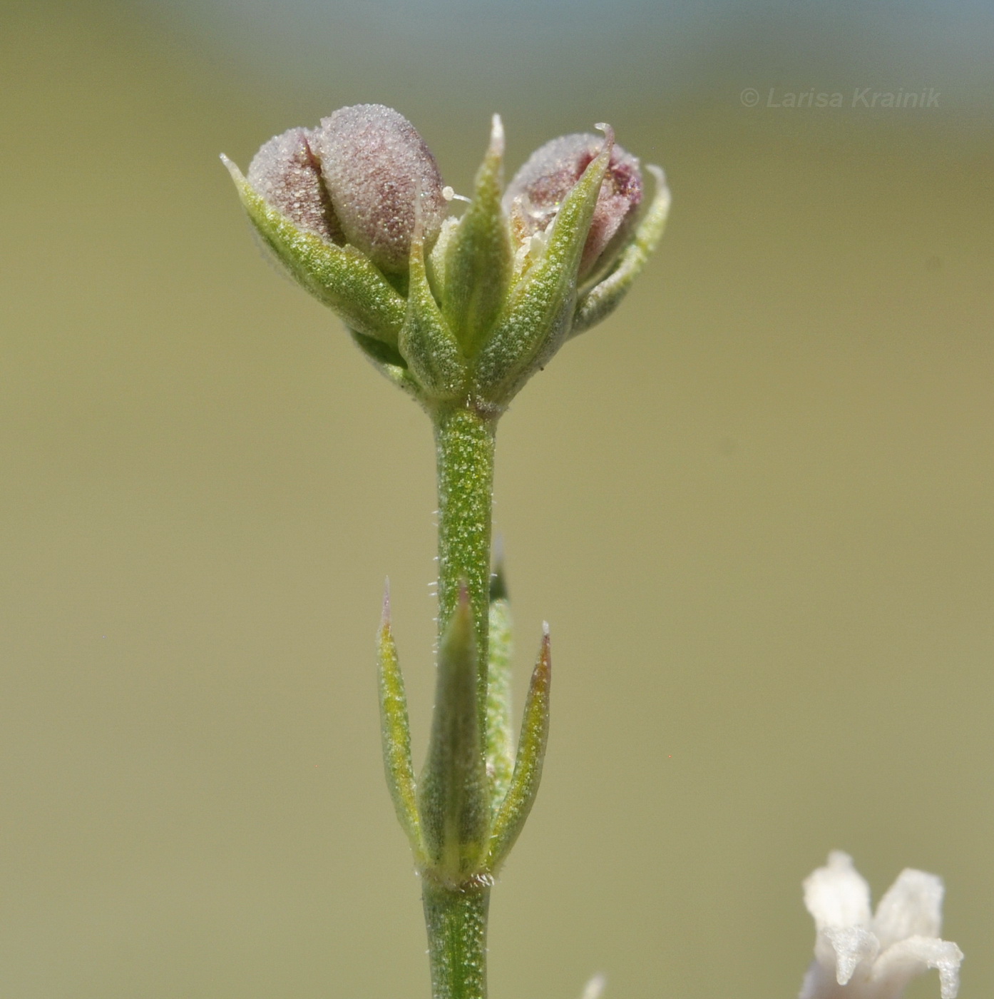 Image of Asperula cretacea specimen.