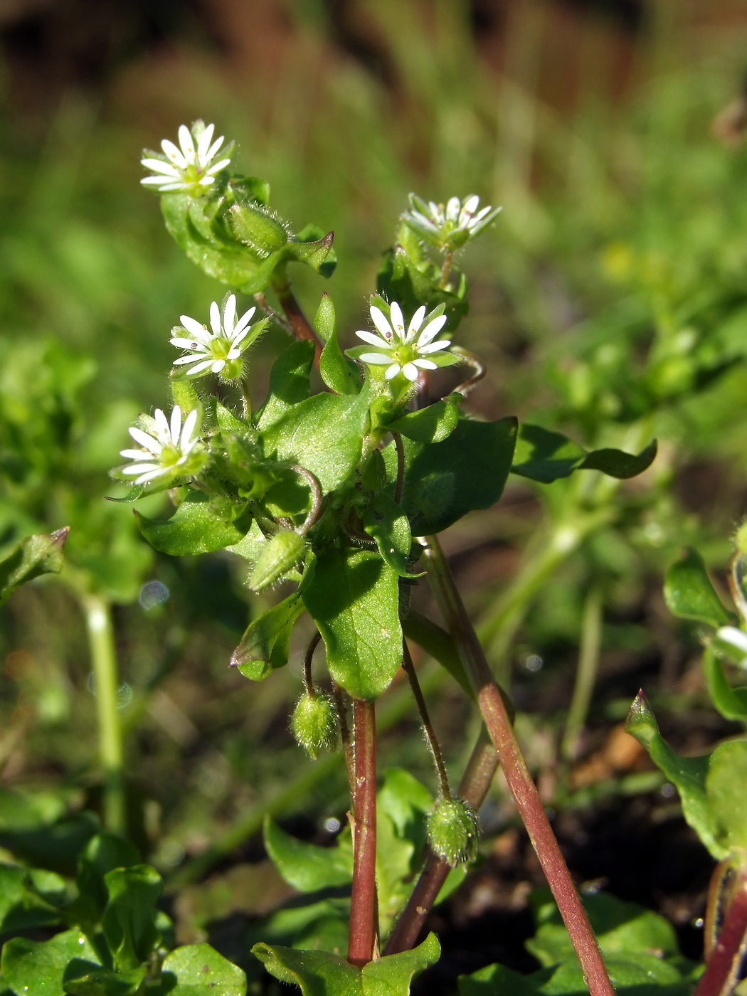 Image of Stellaria media specimen.