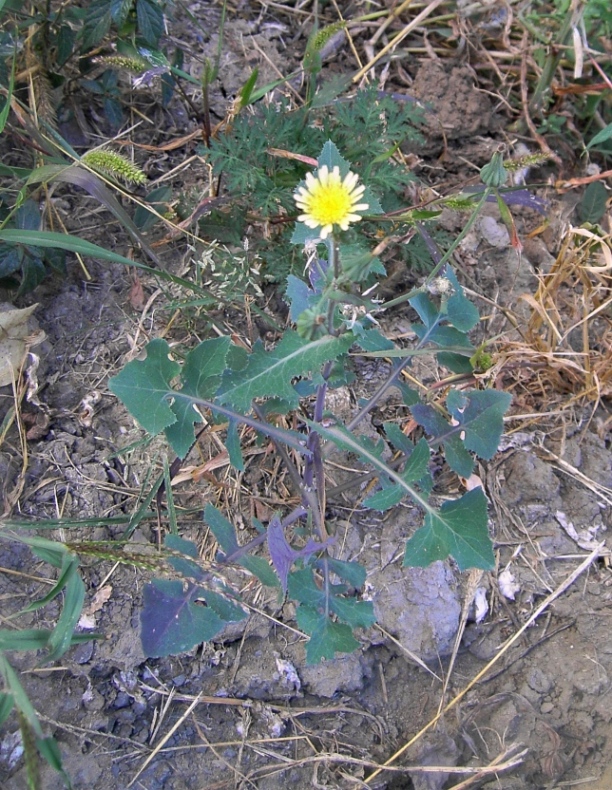 Изображение особи Sonchus oleraceus.