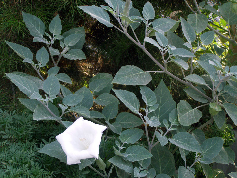 Изображение особи Datura innoxia.