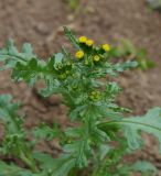 Senecio vulgaris