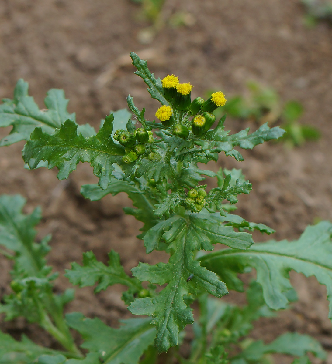 Изображение особи Senecio vulgaris.