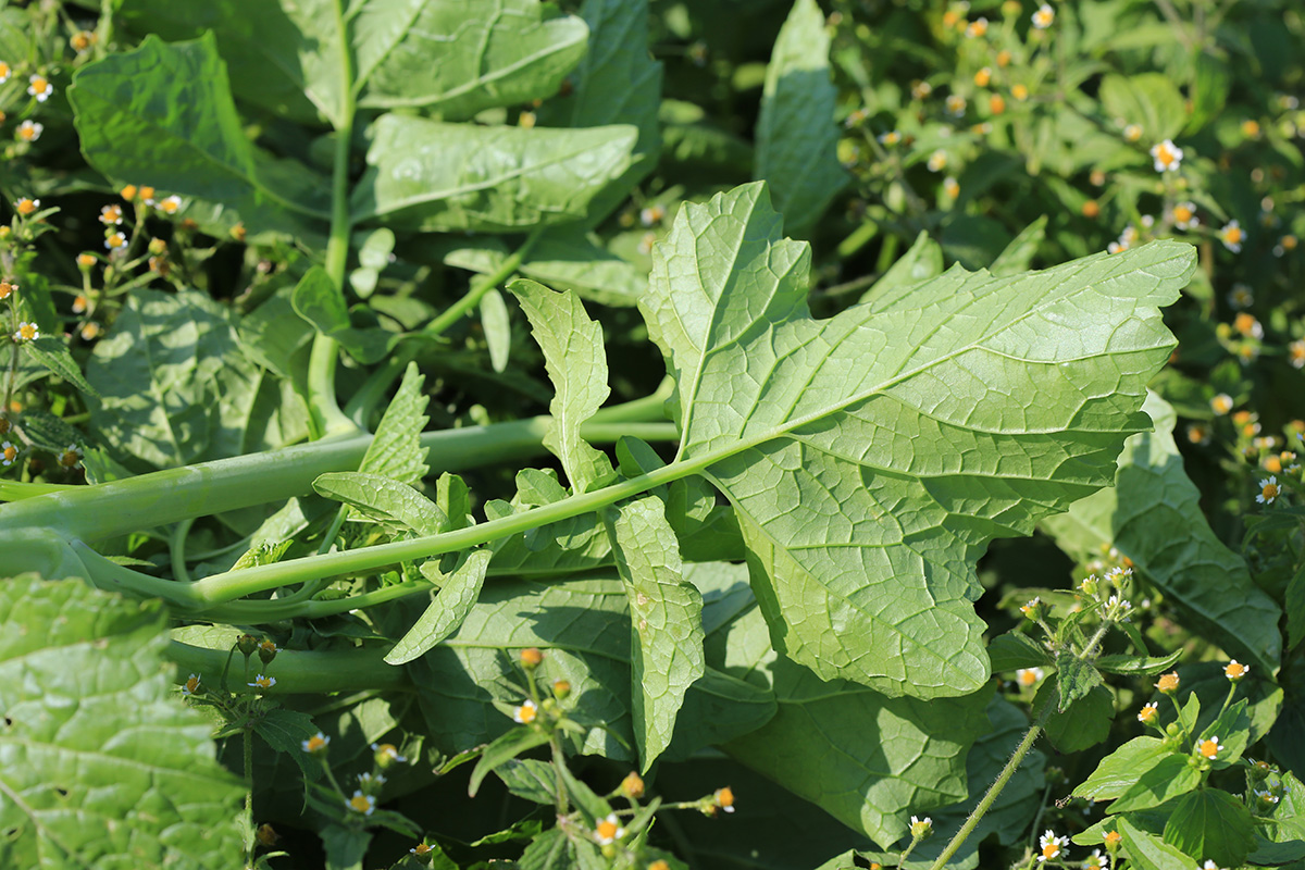 Изображение особи Brassica juncea.