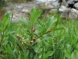 Salix caucasica. Верхушка ветви с соплодиями и отдыхающей кобылкой. Кабардино-Балкария, Эльбрусский р-н, ок. 2650 м н.у.м., берег р. Ирикчат. 06.07.2020.