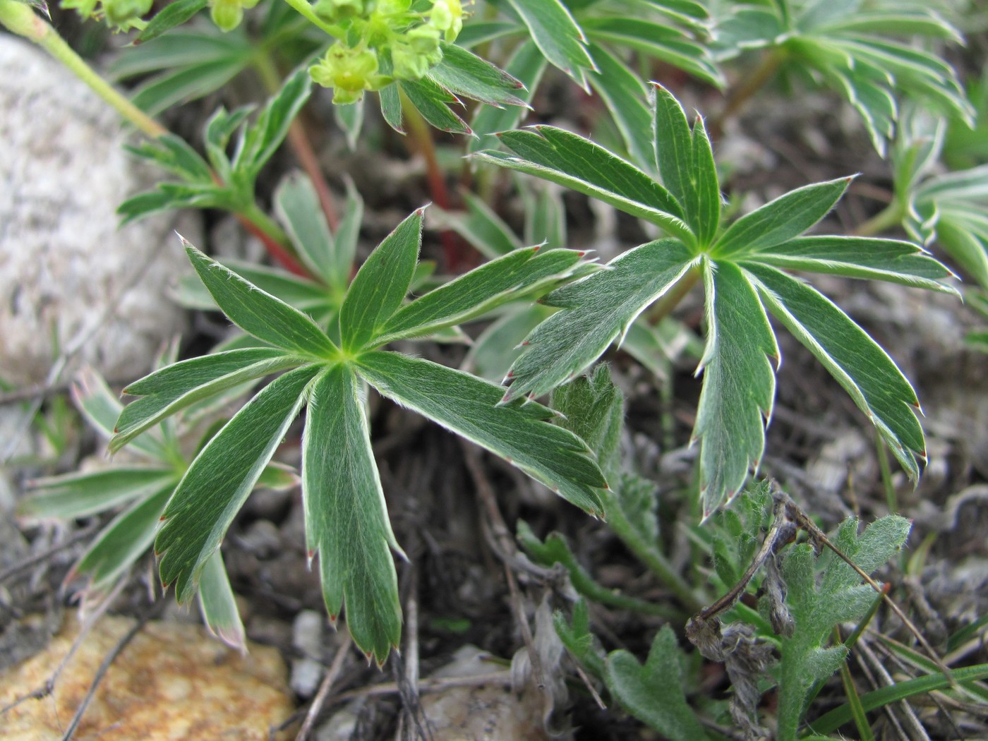 Изображение особи Alchemilla sericea.