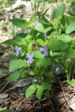 Viola ruppii