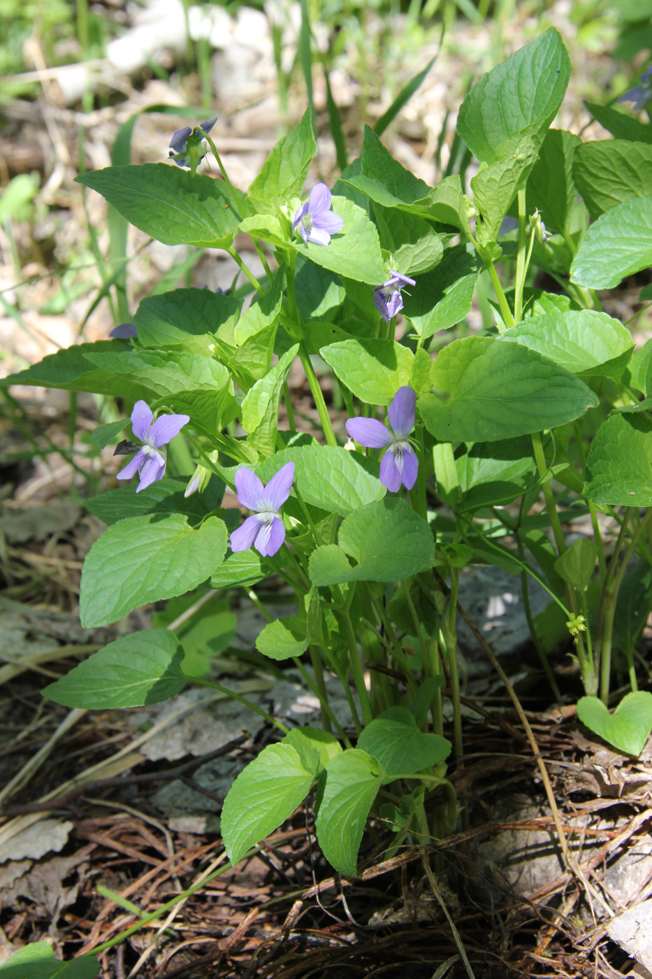 Изображение особи Viola ruppii.