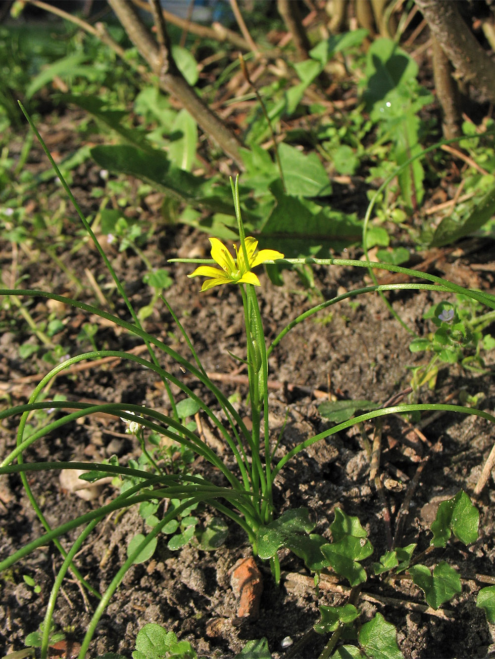 Image of Gagea spathacea specimen.