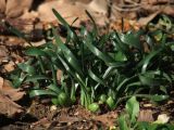 Sternbergia colchiciflora