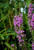 Lythrum salicaria. Соцветие. Челябинская обл., Карабашский гор. округ, окр. пос. Сактаево, берег р. Миасс, у воды. 26.07.2020.