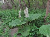 Petasites hybridus