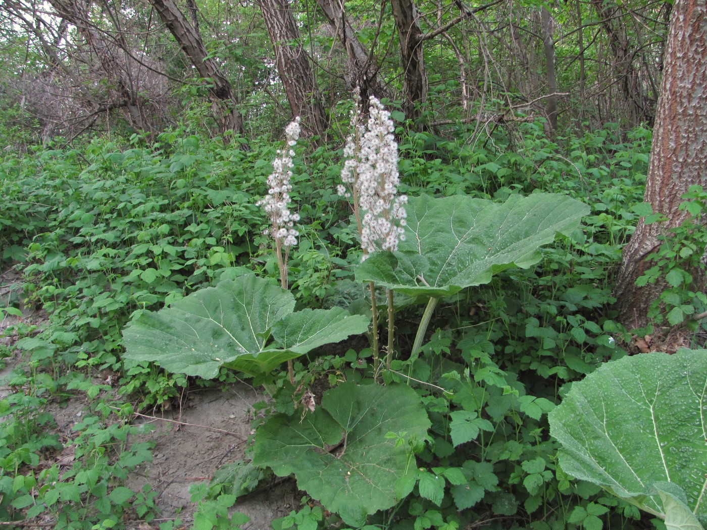 Image of Petasites hybridus specimen.