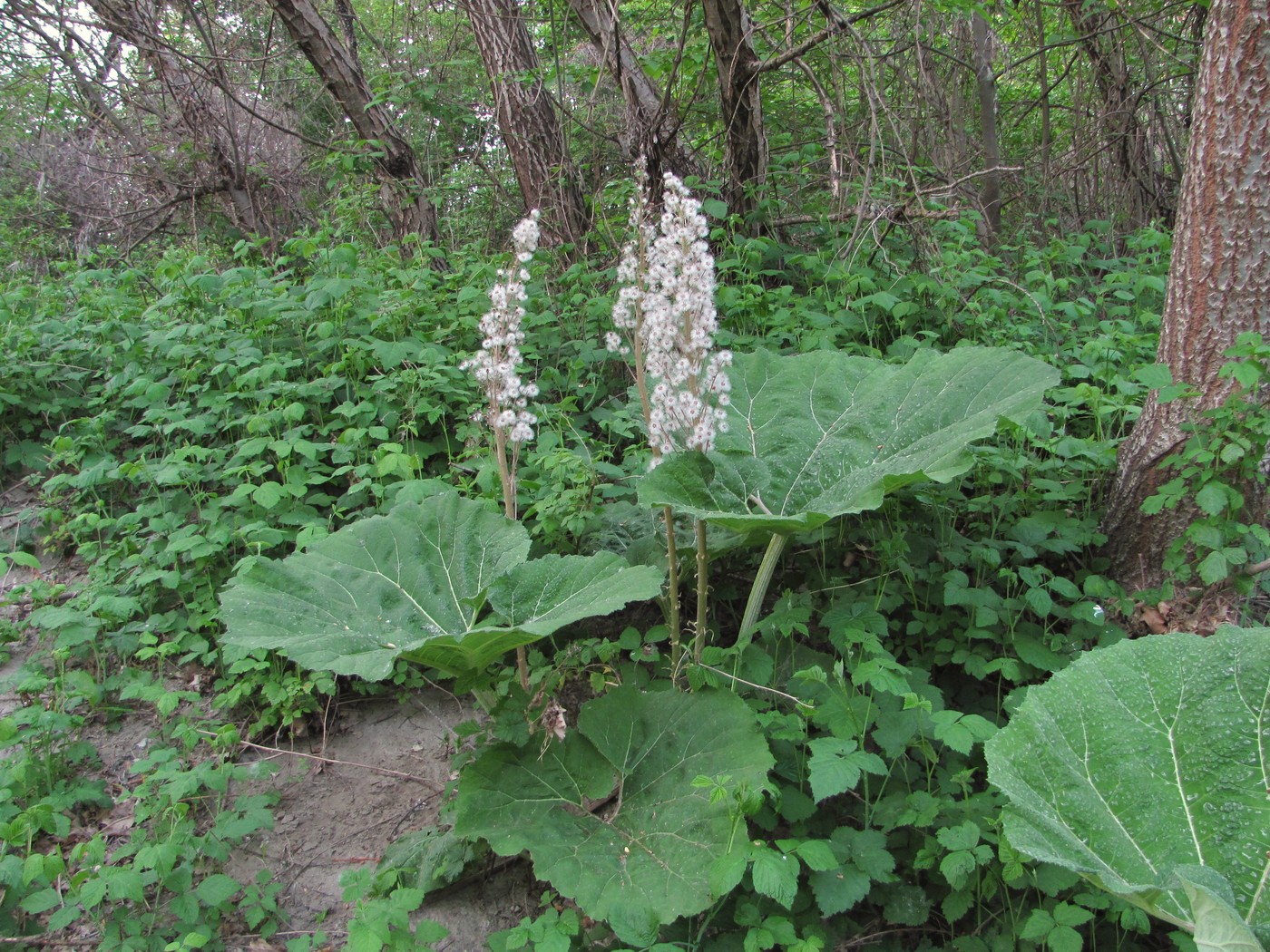 Изображение особи Petasites hybridus.