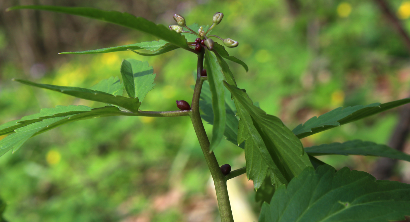 Image of Cardamine bulbifera specimen.