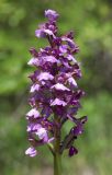 Anacamptis morio ssp. caucasica