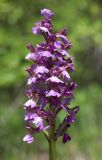 Anacamptis morio подвид caucasica. Соцветие. Крым, окр. с. Зеленогорье, ущ. р. Пананьян-Узень, пойма ручья, луг на берегу. 15 мая 2021 г.