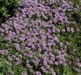 Thymus serpyllum