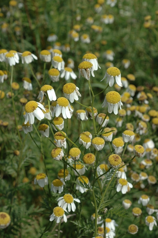 Image of Pyrethrum corymbosum specimen.