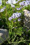 Globularia cordifolia. Цветущее растение. Санкт-Петербург, Петроградский р-н, Ботанический сад Петра Великого, в культуре. 02.06.2021.