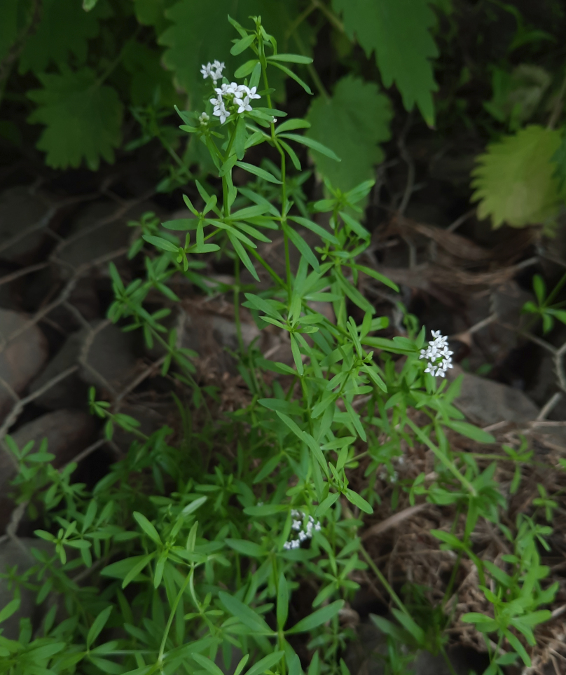 Image of genus Galium specimen.