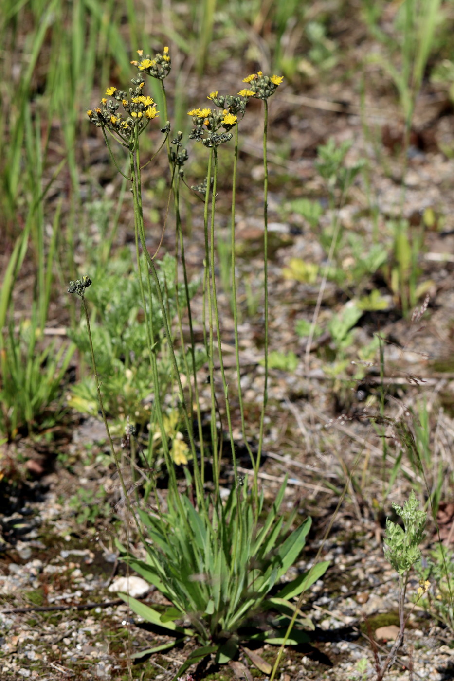 Image of Pilosella &times; floribunda specimen.