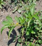 Corchorus olitorius