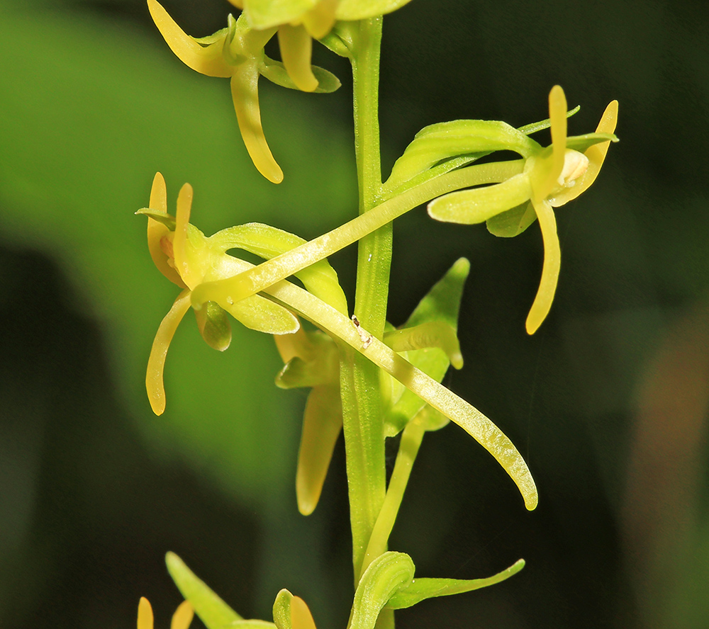 Изображение особи Platanthera tipuloides.