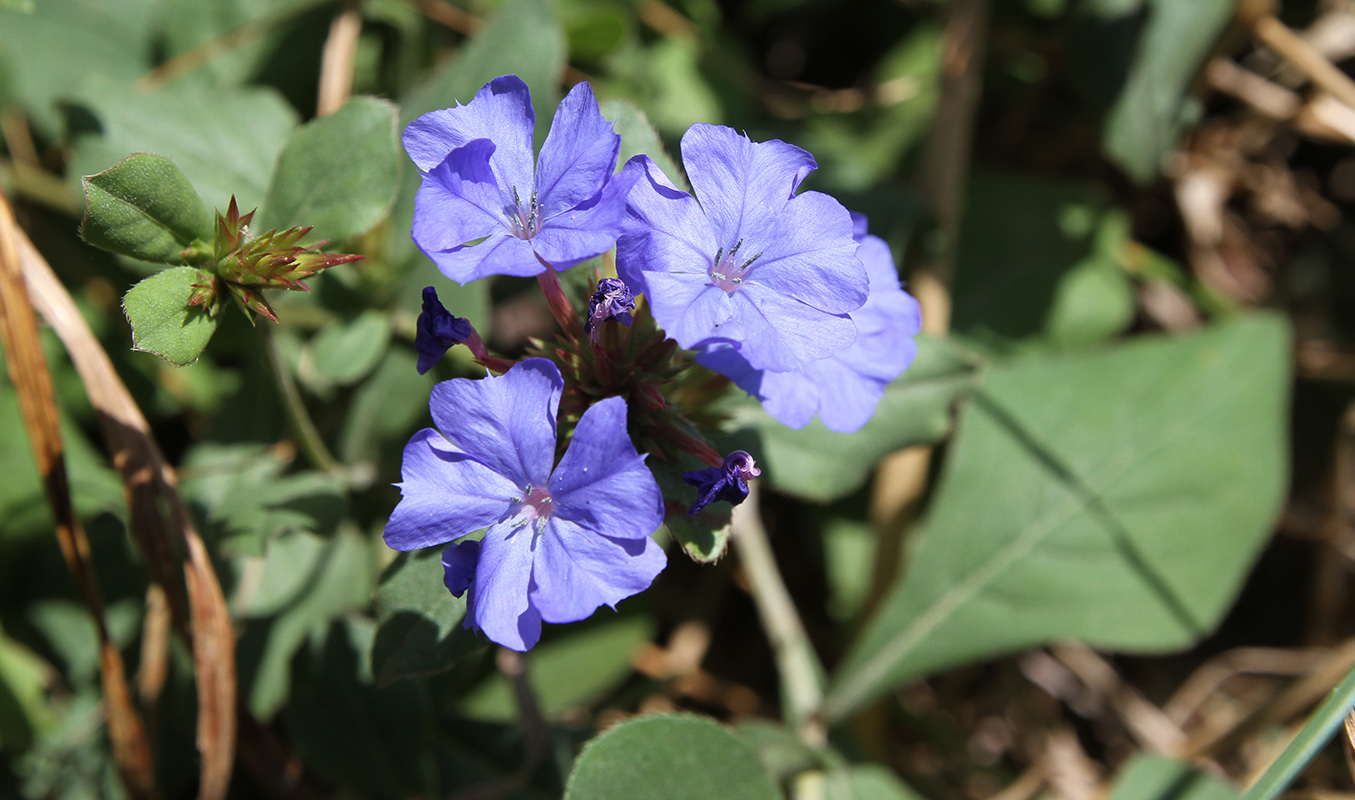 Изображение особи Ceratostigma plumbaginoides.