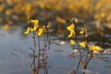 Utricularia australis. Верхушки растений с соцветиями. Крым, окр. Алушты, окраина с. Лучистое, пруд. 29.08.2021.