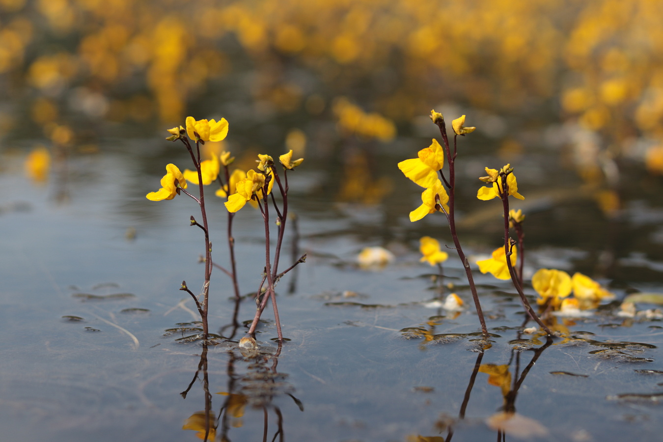 Изображение особи Utricularia australis.