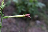 Nicotiana alata