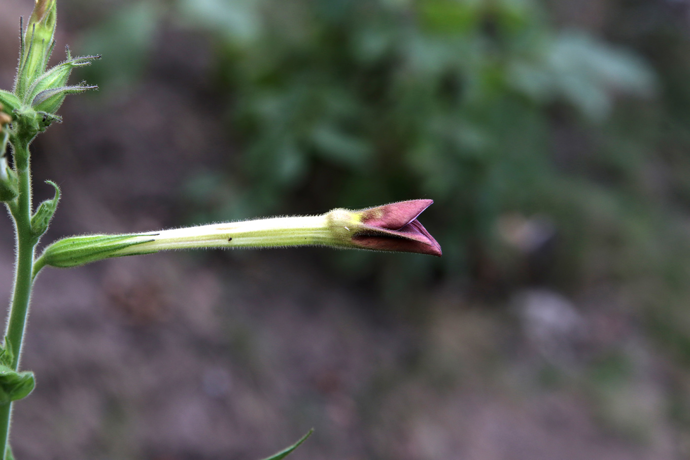 Image of Nicotiana alata specimen.