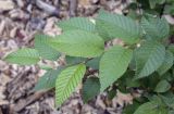 Betula chichibuensis