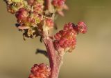 род Chenopodium. Часть побега с плодами. Приморье, Хасанский р-н, окр. с. Рязановка, бух. Горшкова, кромка каменистого пляжа. 02.10.2021.